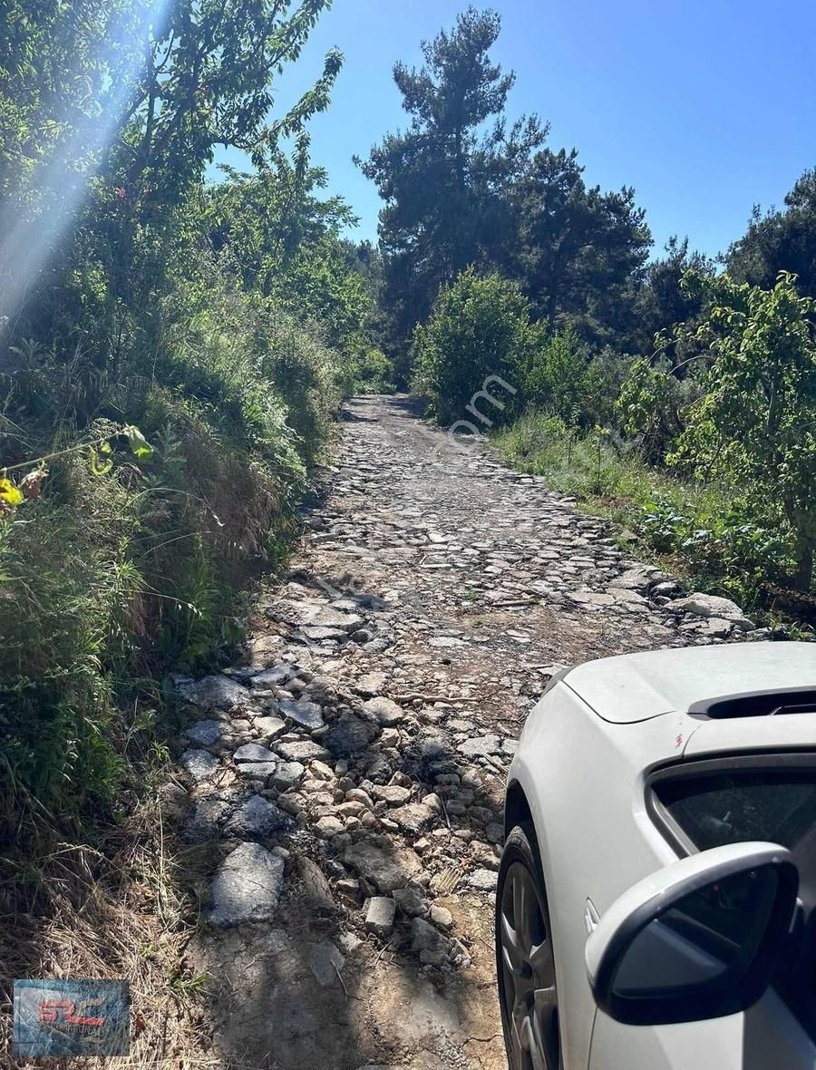 Mudanya Çepni Satılık Zeytinlik Bursa mudanya çepni de satılık müstakil tapulu zeytinlik