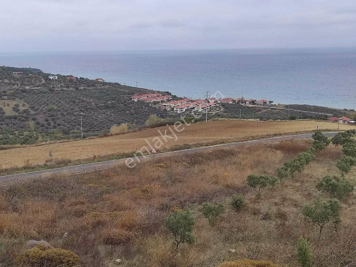 Şarköy Kirazlı Satılık Tarla Fırsat; Tekirdağ Şarköy'de Satılık Deniz Manzaralı Tarla