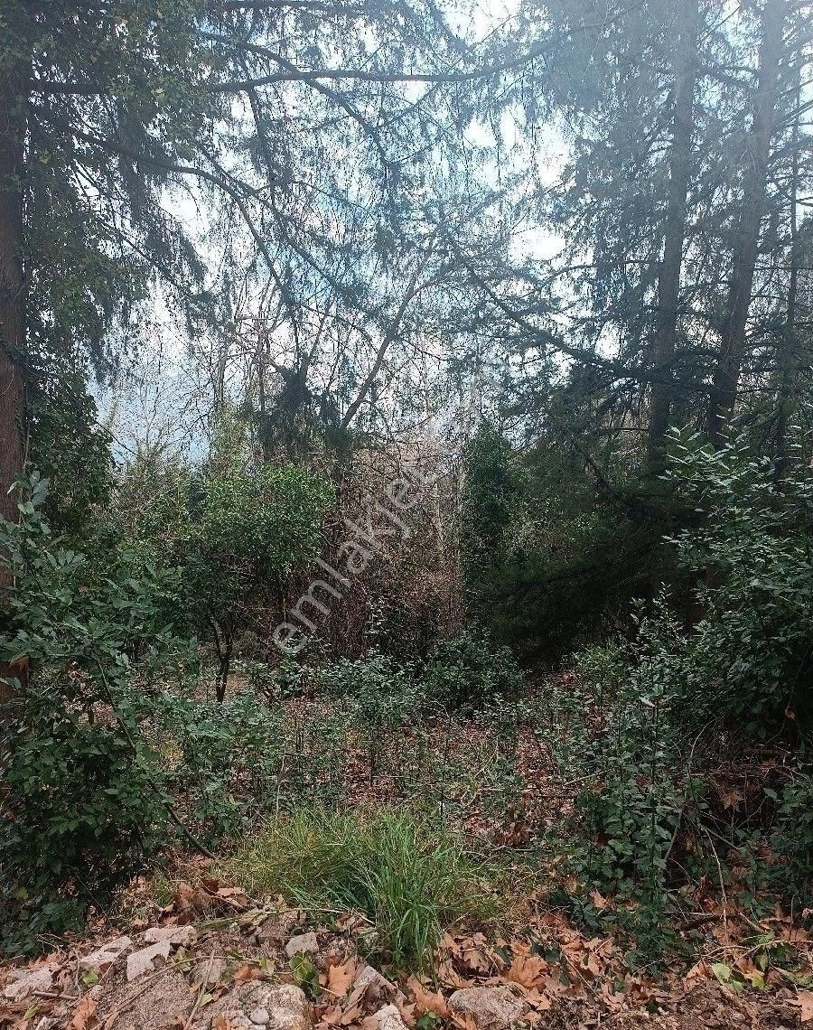 Çıralı Da Hotel Villa Kamping Arsası - Görsel 3