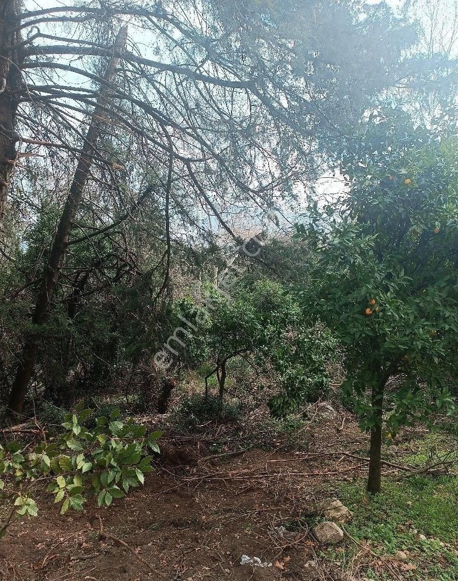 Çıralı Da Hotel Villa Kamping Arsası - Görsel 33