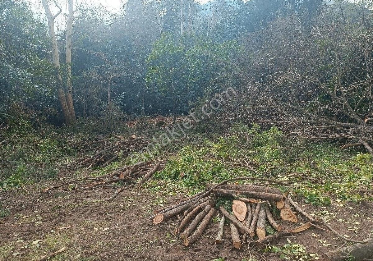 Çıralı Da Hotel Villa Kamping Arsası - Görsel 11