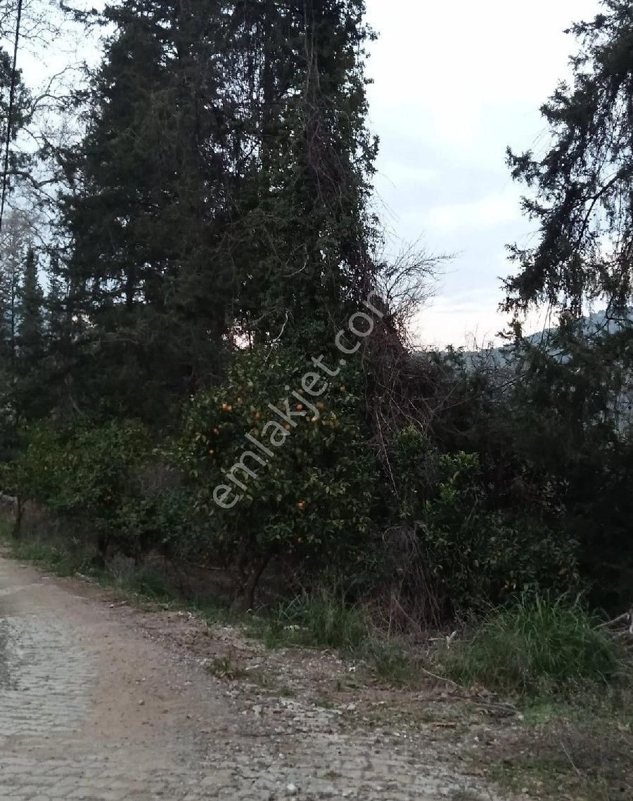 Çıralı Da Hotel Villa Kamping Arsası - Görsel 29