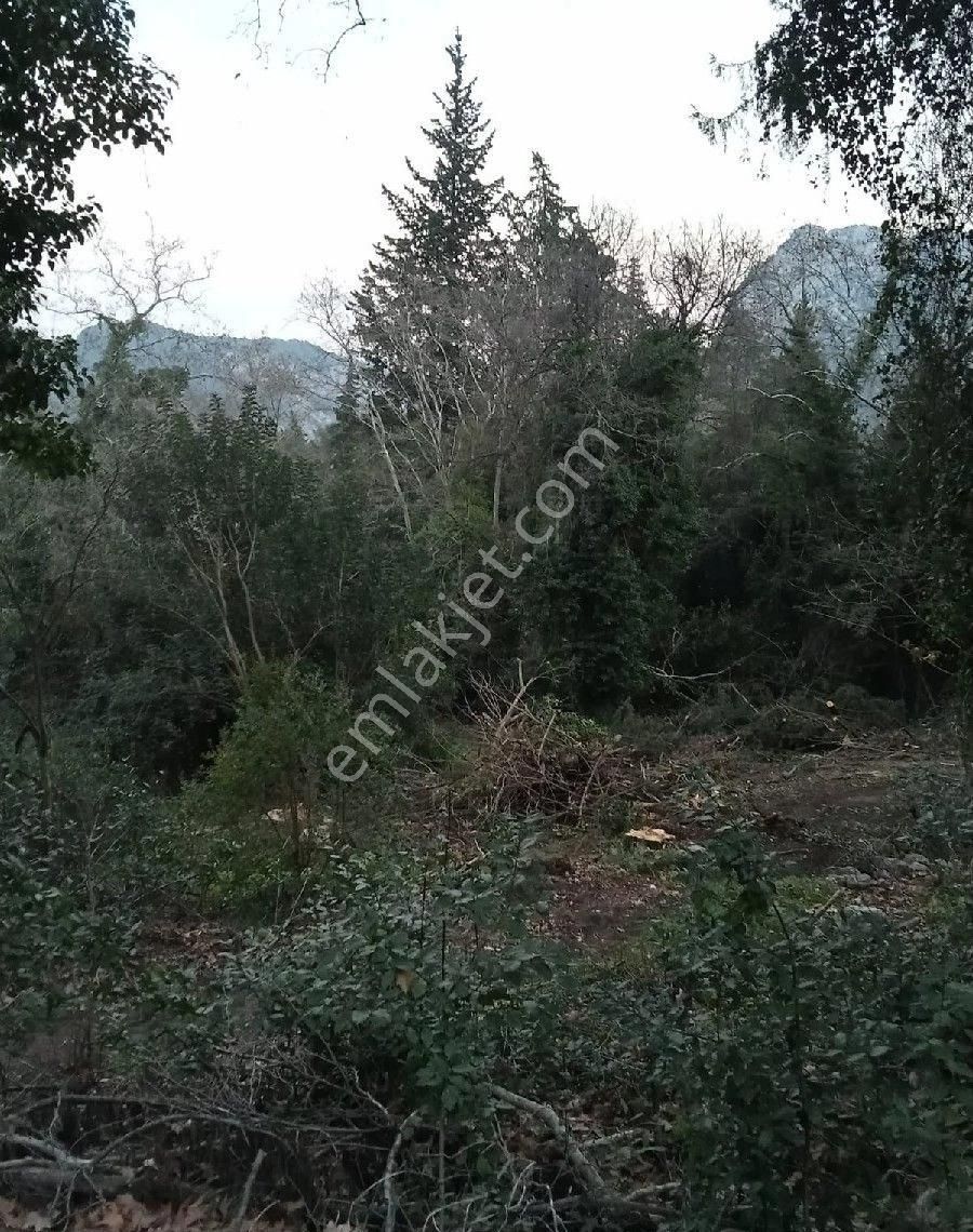 Çıralı Da Hotel Villa Kamping Arsası - Görsel 30