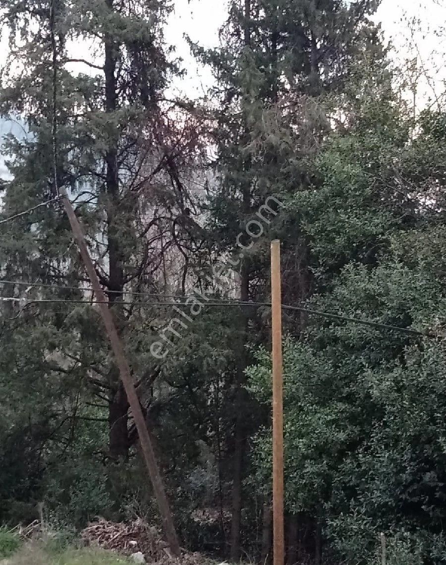 Çıralı Da Hotel Villa Kamping Arsası - Görsel 25