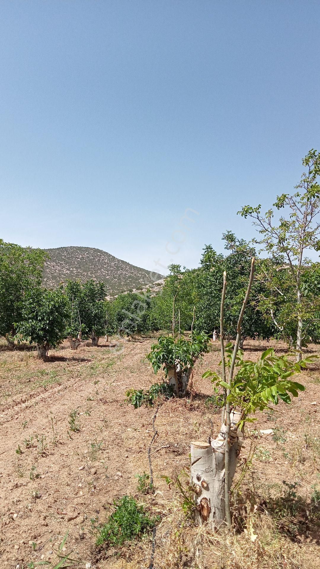 Şarkikaraağaç Kıyakdede Köyü Satılık Tarla Göle sıfır ceviz ağacı dolu satılık Arsa 