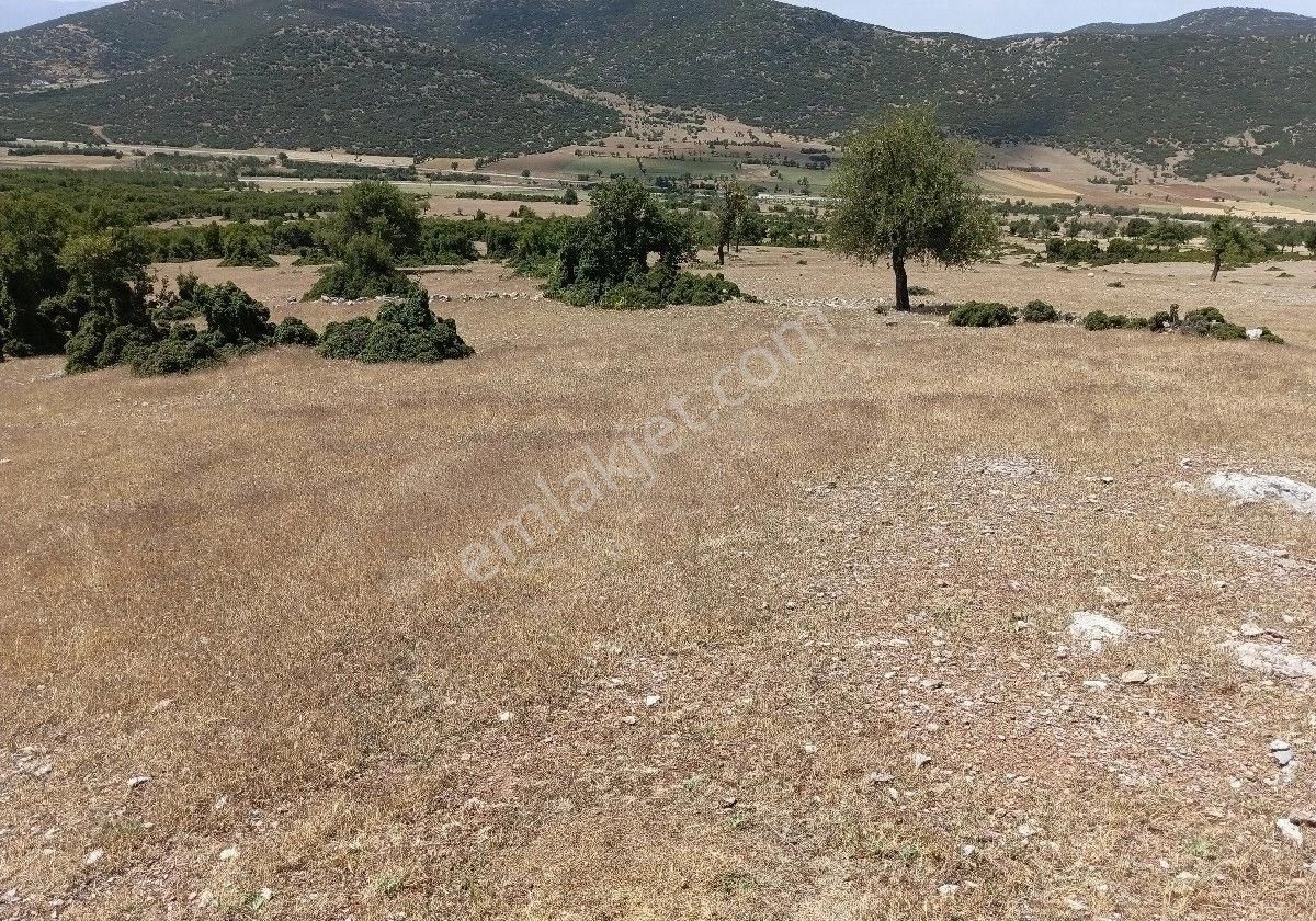 Tavas Kızılca Satılık Özel Kullanım Tavas/kızılca/nikfer Yolu Üzeri 42 Dönüm Cevizlik Projeli Orman Arazisi Satılıktır