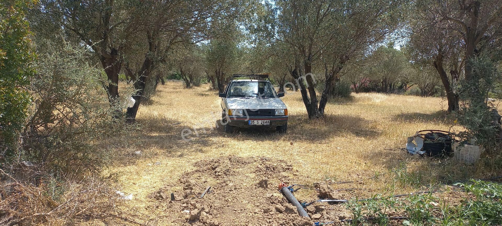 Bergama Göçbeyli Satılık Zeytinlik Satılık müstakiltapu