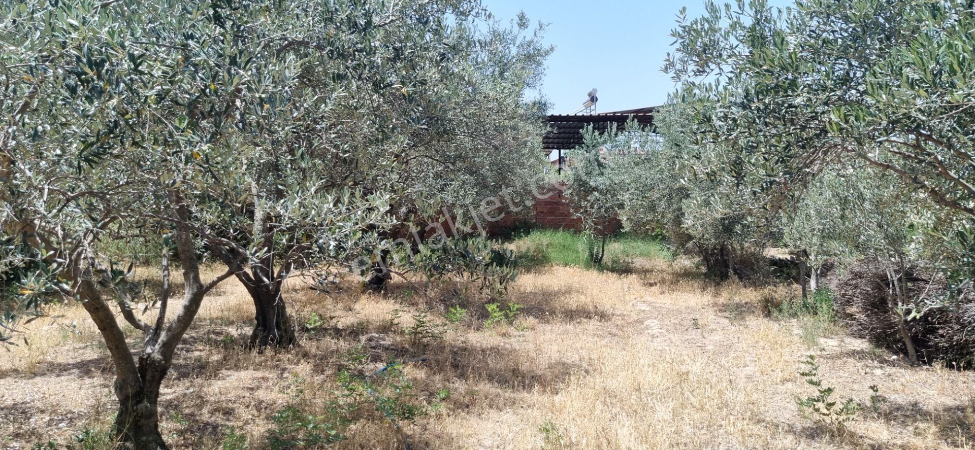 Aydın Nazilli Yöntem Emlaktan Kuyucak Azizabat Mahallesinde Satılık Müstakil Ev - Görsel 9