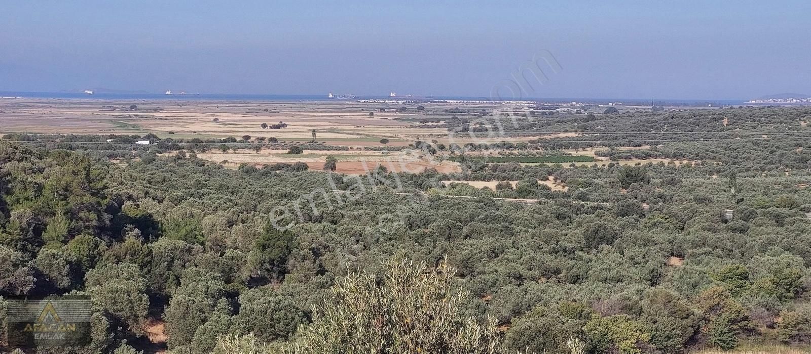 Bergama Zeytindağ Satılık Zeytinlik AFACAN dan Çanakkale Asfalt Yakını 7 Hisseli Satılık Zeytinlik