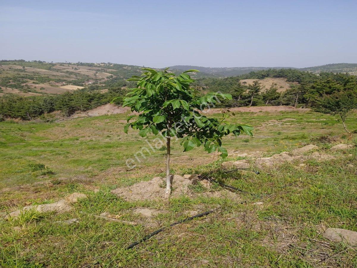 Manisa Ahmetli Bahçecik Mahallesi’nde Satılık 85.600 M2 Tarla - Görsel 27