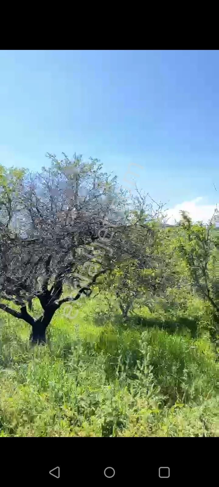 Lapseki Kızıldam Köyü Satılık Tarla  ÇANAKKALE LAPSEKİ KIZILDAM KÖYÜNDE TAM İSTEDİĞİNİZ GİBİ BİR ARSA