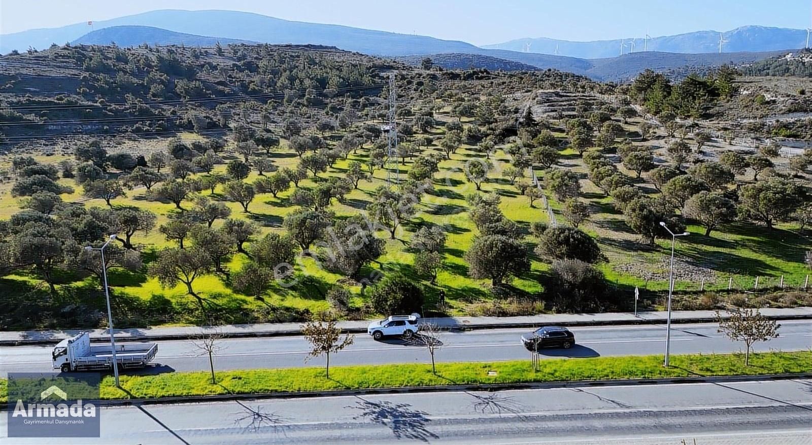 Karaburun Mordoğan Satılık Zeytinlik TİCARİ İMARI SINIRINDA SATILIK 32 DÖNÜM ZEYTİN AĞAÇLI TARLA