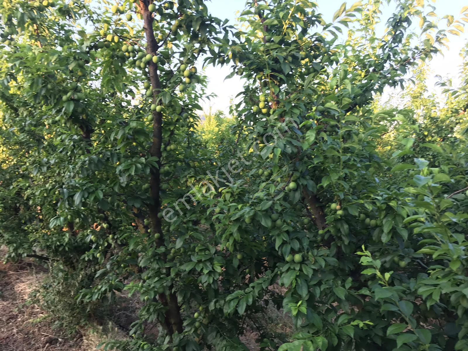 Lapseki Umurbey Bld. (Umurbey Merkez) Satılık Tarla  Krediye uygun müstakil parsel kadastral yolu olan yatırıma uygun bahçe/tarla