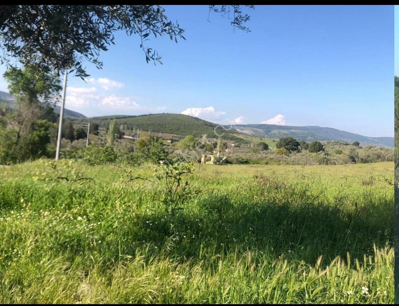 Kuşadası Çınarköy Satılık Zeytinlik YENİKÖY ÇINAR KÖY ARASI KADASTROL YOLA SIFIR 1300 METRE KARE TARLA