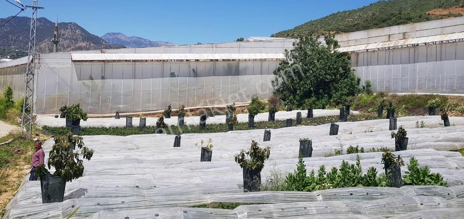 Anamur Gercebahşiş Satılık Tarla ALTUN EMLAKTAN SATILIK ANAMUR DA MÜSTAKİL TAPULU BAHÇE