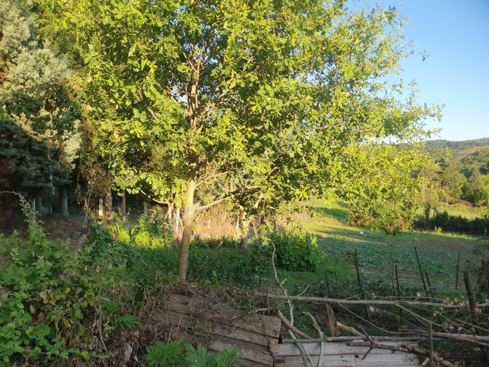 Çınarcık Çalıca Köyü Satılık Villa İmarlı YALOVA CINARCIK CALIÇA KOYÜNDE IMARLI ARSA