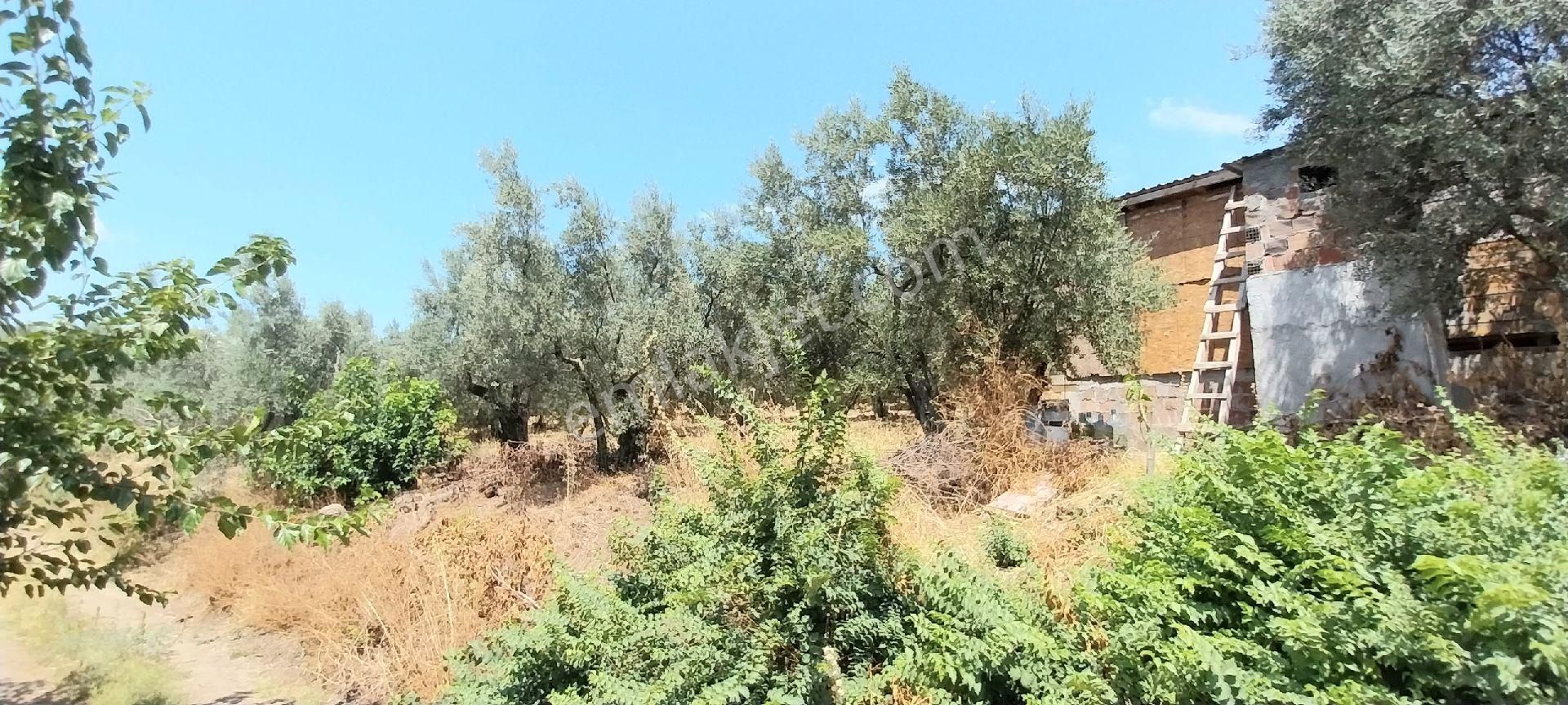 #satılık# Mudanya Dereköy Mahallesinde Satılık Zeytinlik - Görsel 19