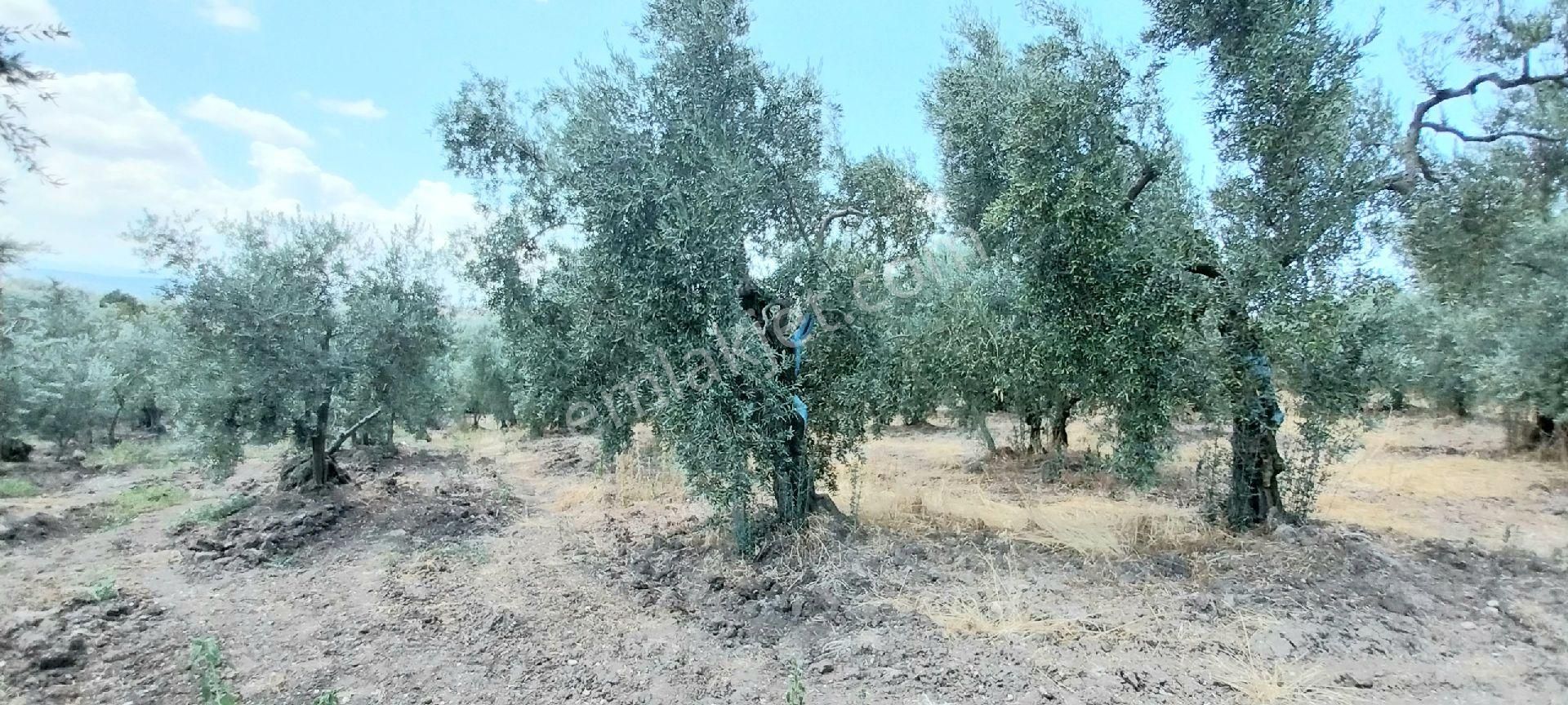 #satılık# Mudanya Dereköy Mahallesinde Satılık Zeytinlik - Görsel 21