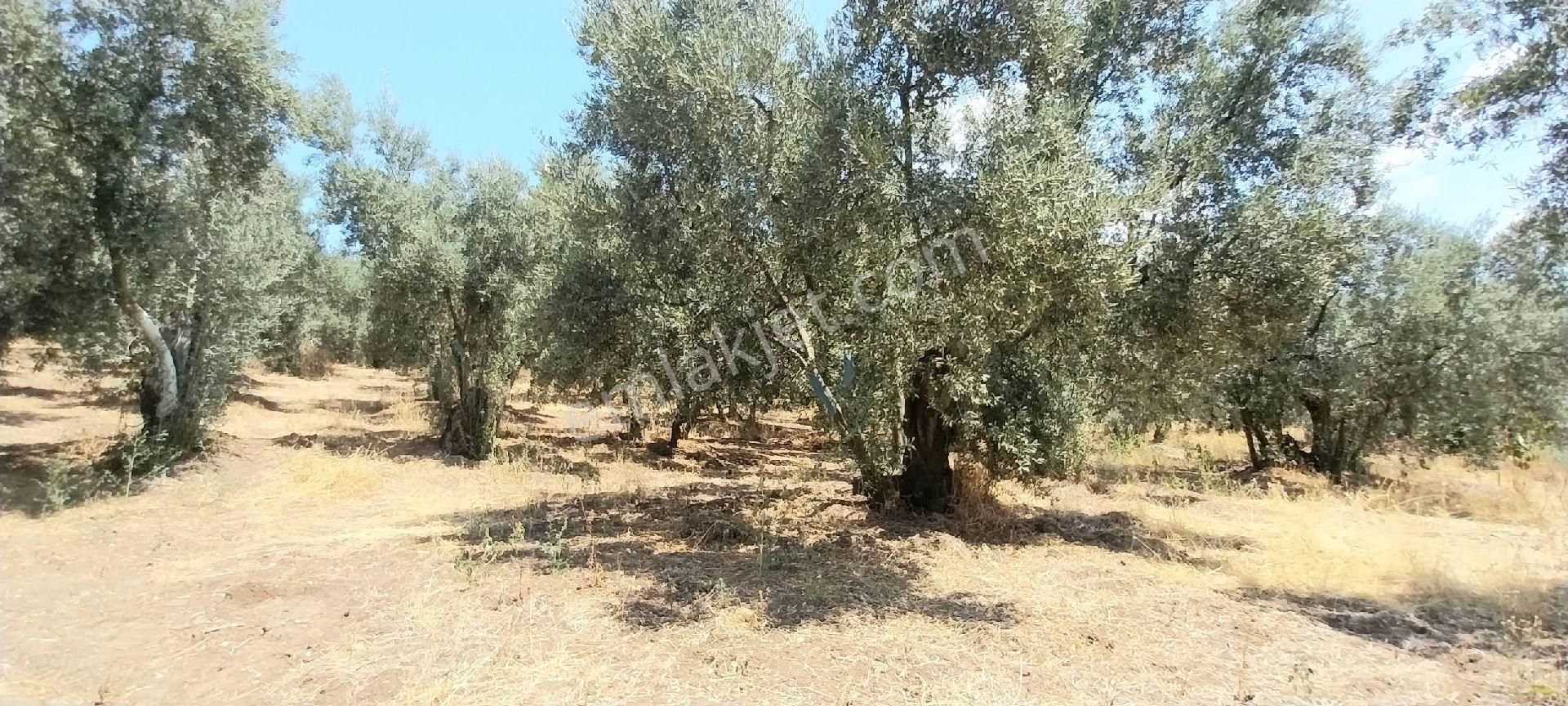 #satılık# Mudanya Dereköy Mahallesinde Satılık Zeytinlik - Görsel 13