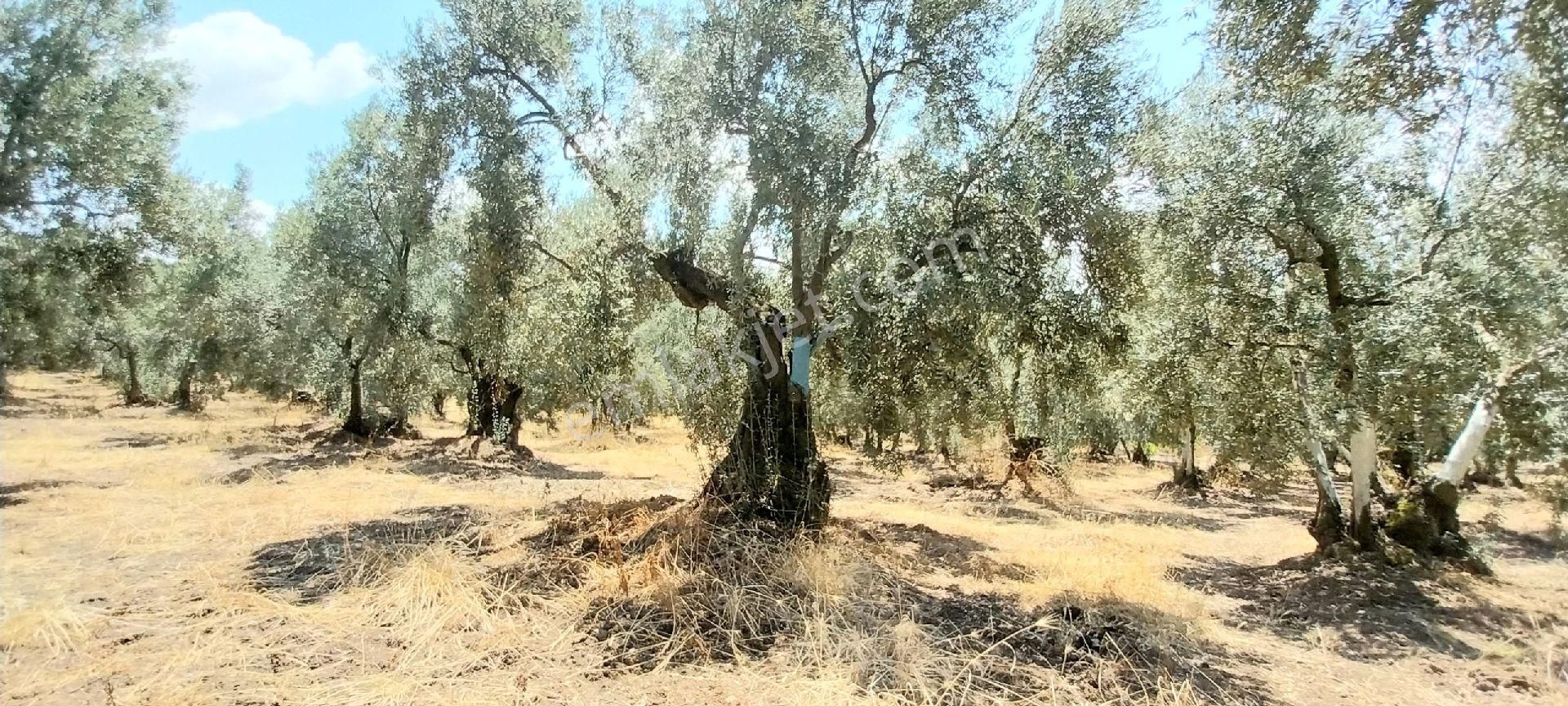 #satılık# Mudanya Dereköy Mahallesinde Satılık Zeytinlik - Görsel 15