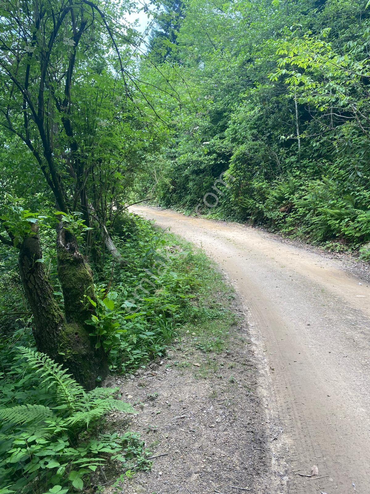 Giresun Merkez Hamidiye Köyü (Ustalı) Satılık Bağ & Bahçe  ROTA MODERN GAYRİMENKUL'DEN HAMİDİYE KÖYÜ'NDE SATILIK BAHÇE