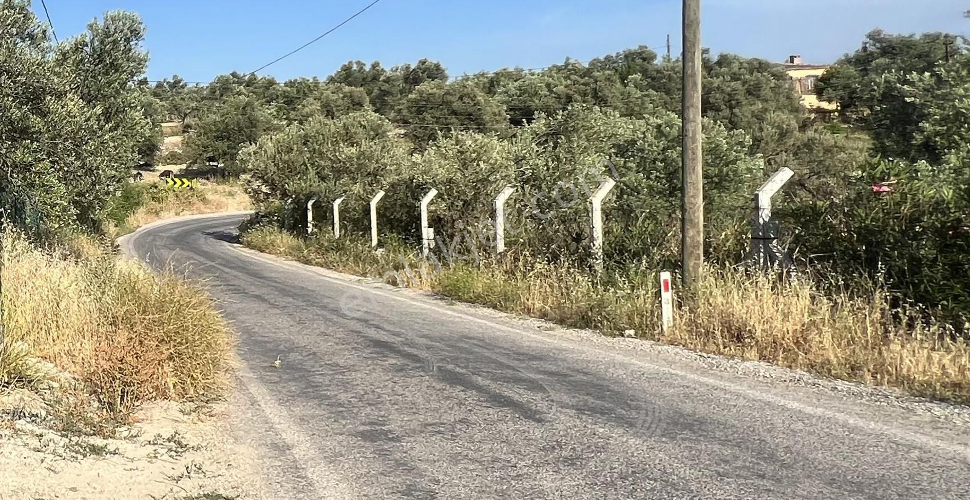 Ayvalık Türközü Satılık Zeytinlik  AYVALIK TÜRKÖZÜ MAHALLESİNDE SATILIK 4,287 METRE KARE ZEYTİNLİK.