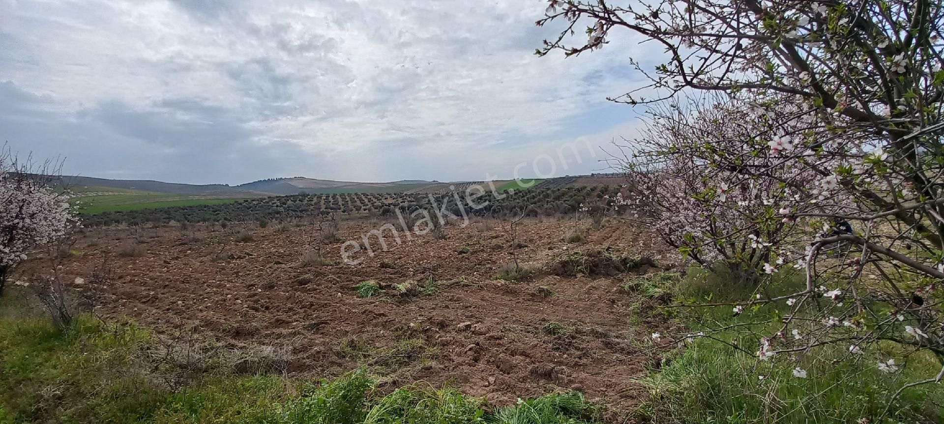 Haliliye Aşağı İçkara Satılık Tarla 📣Satılık fıstıklık Bu fiyata o bölgede yok