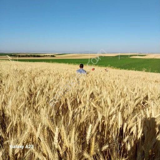 Çifteler Zaferhamit Satılık Tarla  hobi bahçesi