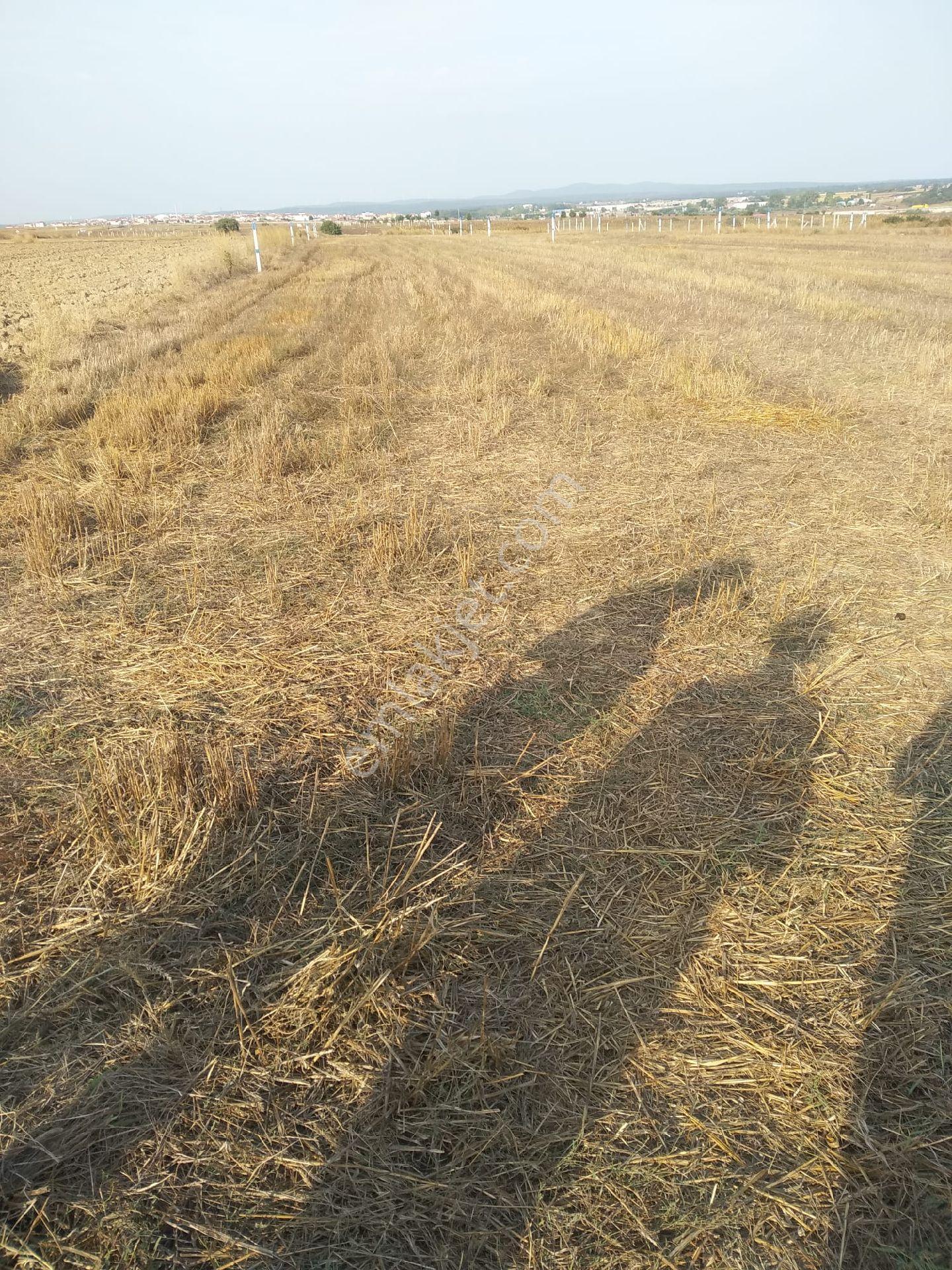 Tekirdağ Sarayda Yatırımlık Tarla - Görsel 3