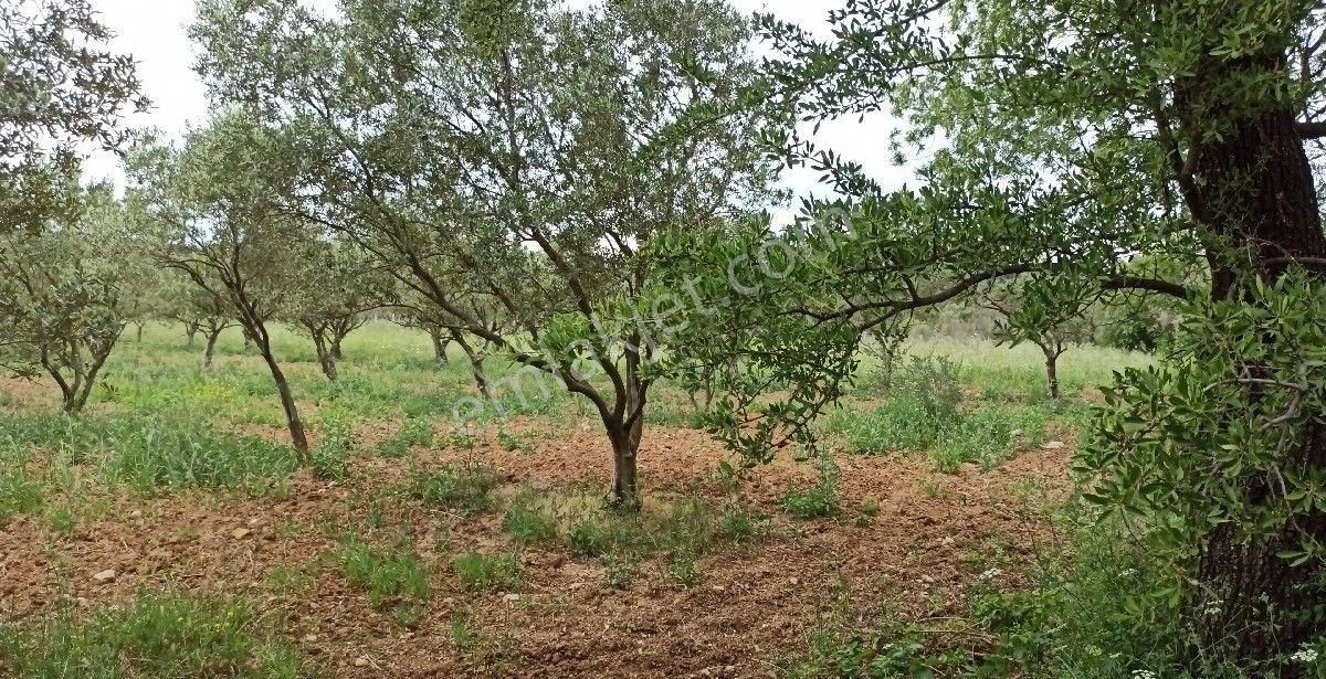 Torbalı Özbey Satılık Bağ & Bahçe Özbey Kaplancık Yol Üzerinde Asfalt'a 0 Satılık Zeytinlik