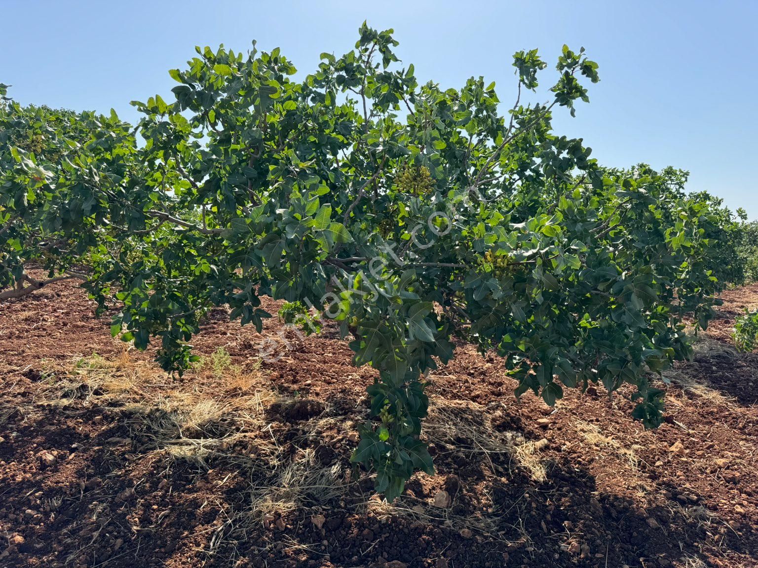 Karaköprü Külaflı Satılık Tarla YAŞARSOY'GYO'DAN K.KÖPRÜ KÜLAFLI'DA SATILIK FISTIK BAHÇESİ