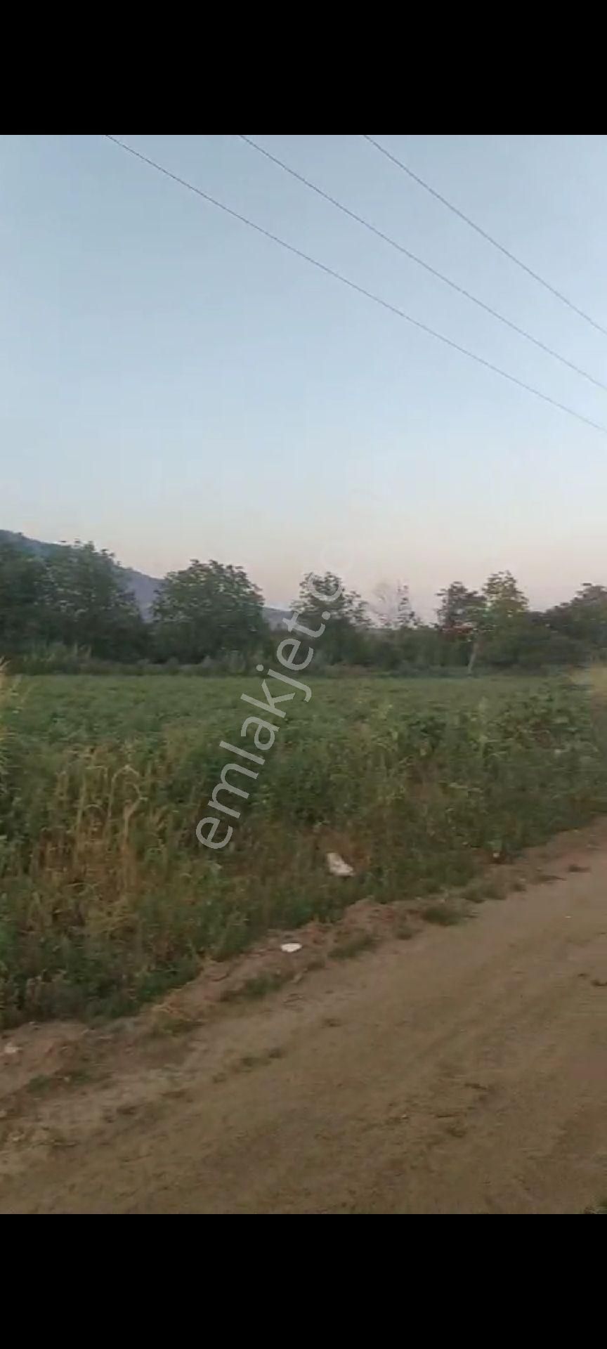 Nazilli Yalınkuyuda Satılık 5.200 M2 Bahçe - Görsel 4