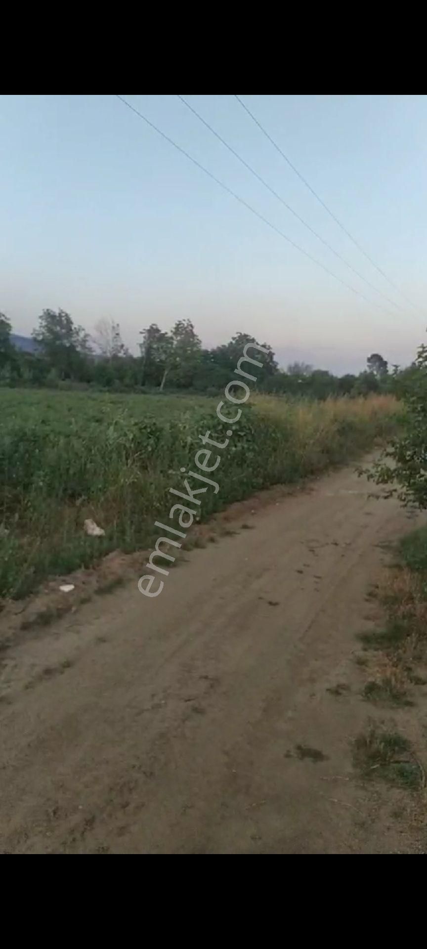 Nazilli Yalınkuyuda Satılık 5.200 M2 Bahçe - Görsel 2