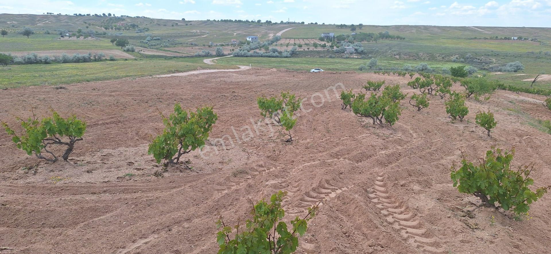 Gülşehir Açıksaray Satılık Bağ & Bahçe  GÜLŞEHİR ÇAT YOLU BAKIMLI BAĞ