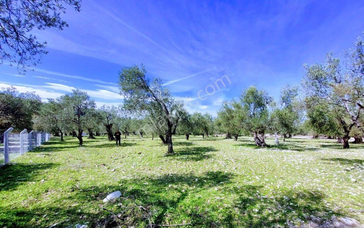 Ayvalık Mutlu Satılık Zeytinlik İmara Bitişik Harika Zeytin Bahçesi