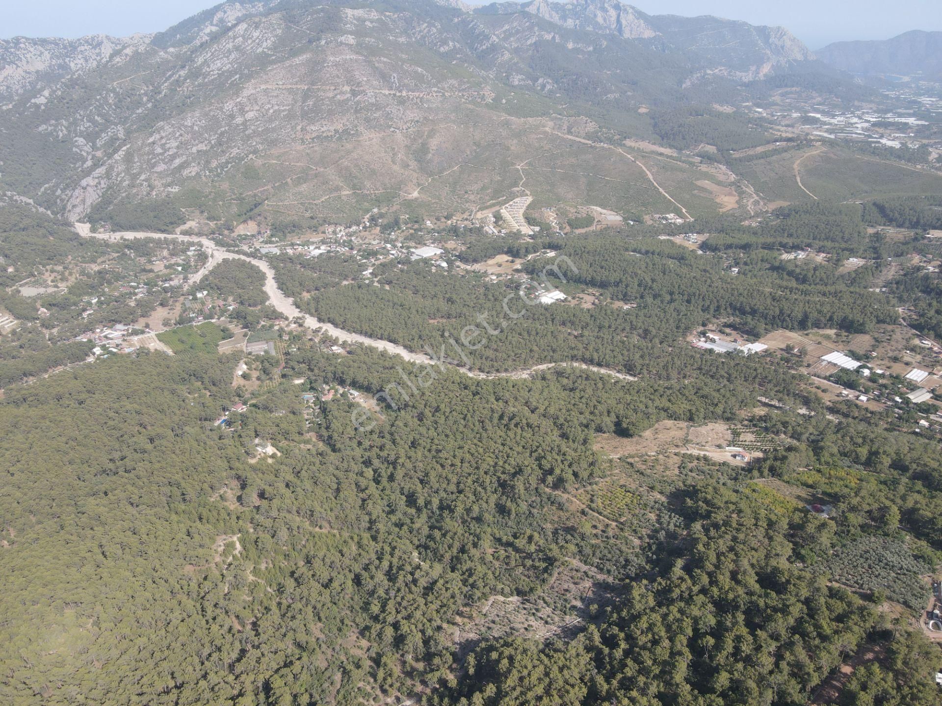 Bmk Emlaktan Antalya Kumluca Yazır Da Satılık Zeytin Bahçesi - Görsel 13
