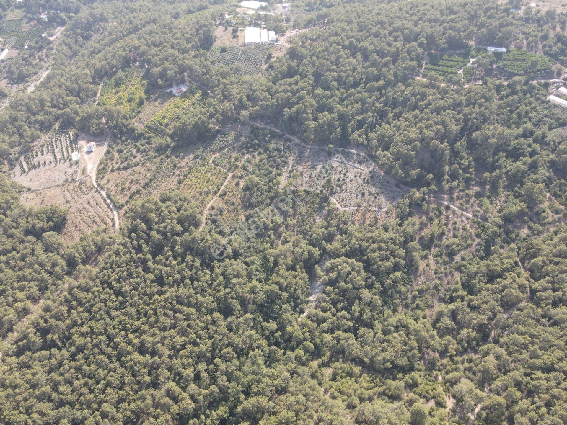 Bmk Emlaktan Antalya Kumluca Yazır Da Satılık Zeytin Bahçesi - Görsel 26