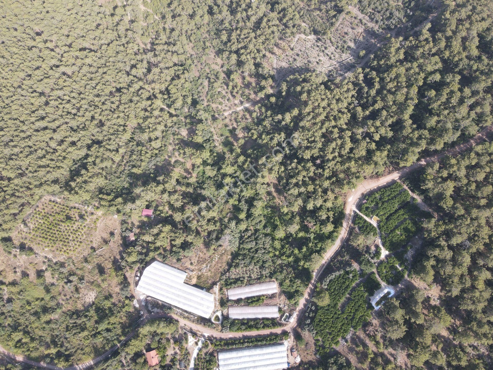 Bmk Emlaktan Antalya Kumluca Yazır Da Satılık Zeytin Bahçesi - Görsel 19