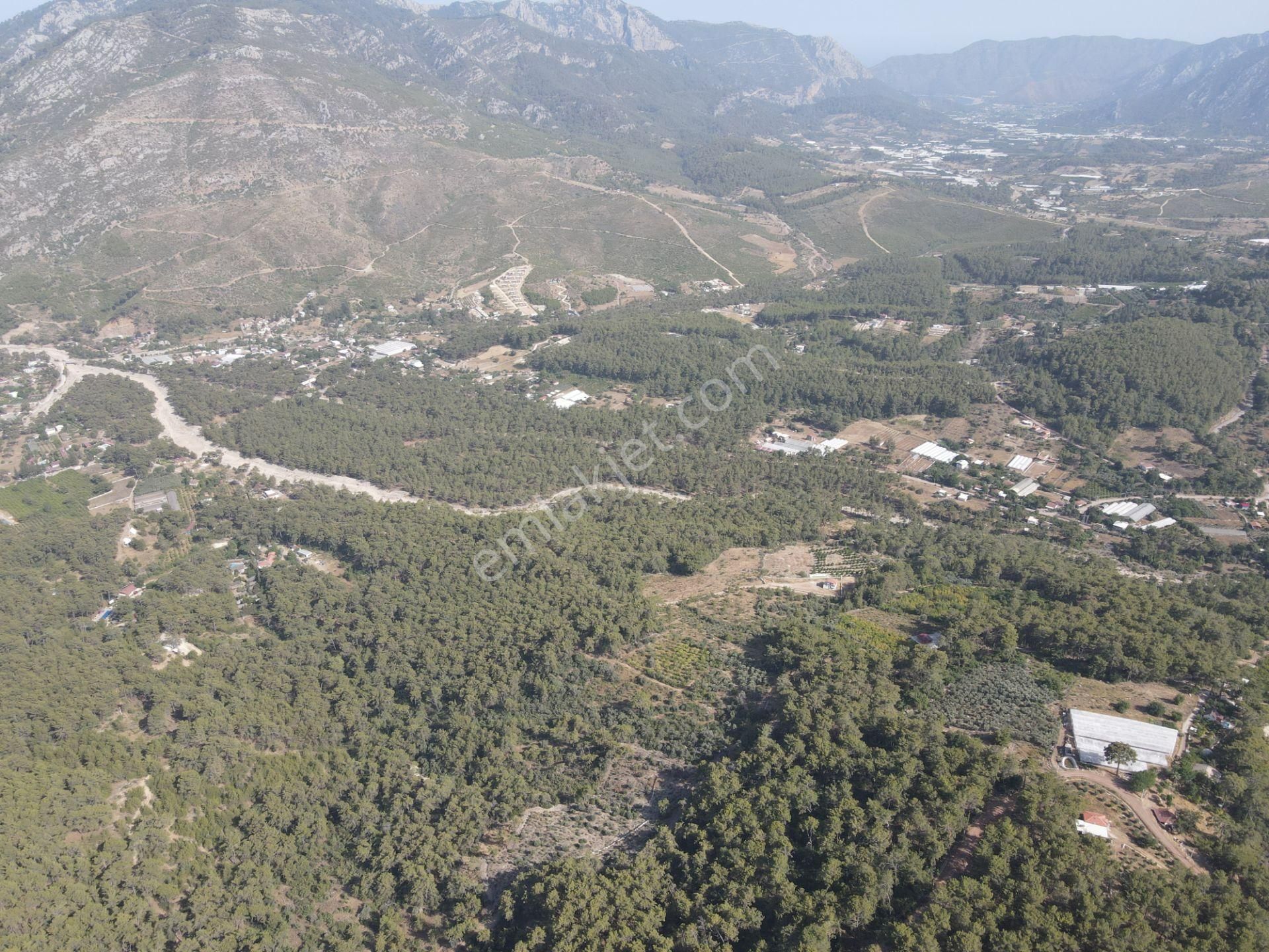 Bmk Emlaktan Antalya Kumluca Yazır Da Satılık Zeytin Bahçesi - Görsel 14
