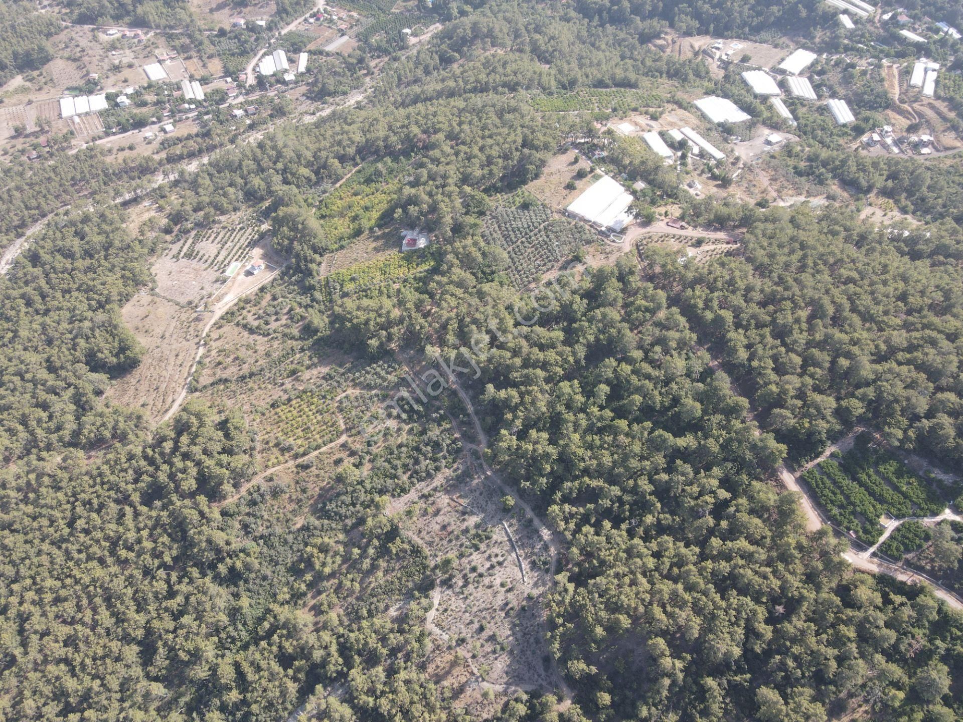Bmk Emlaktan Antalya Kumluca Yazır Da Satılık Zeytin Bahçesi - Görsel 20
