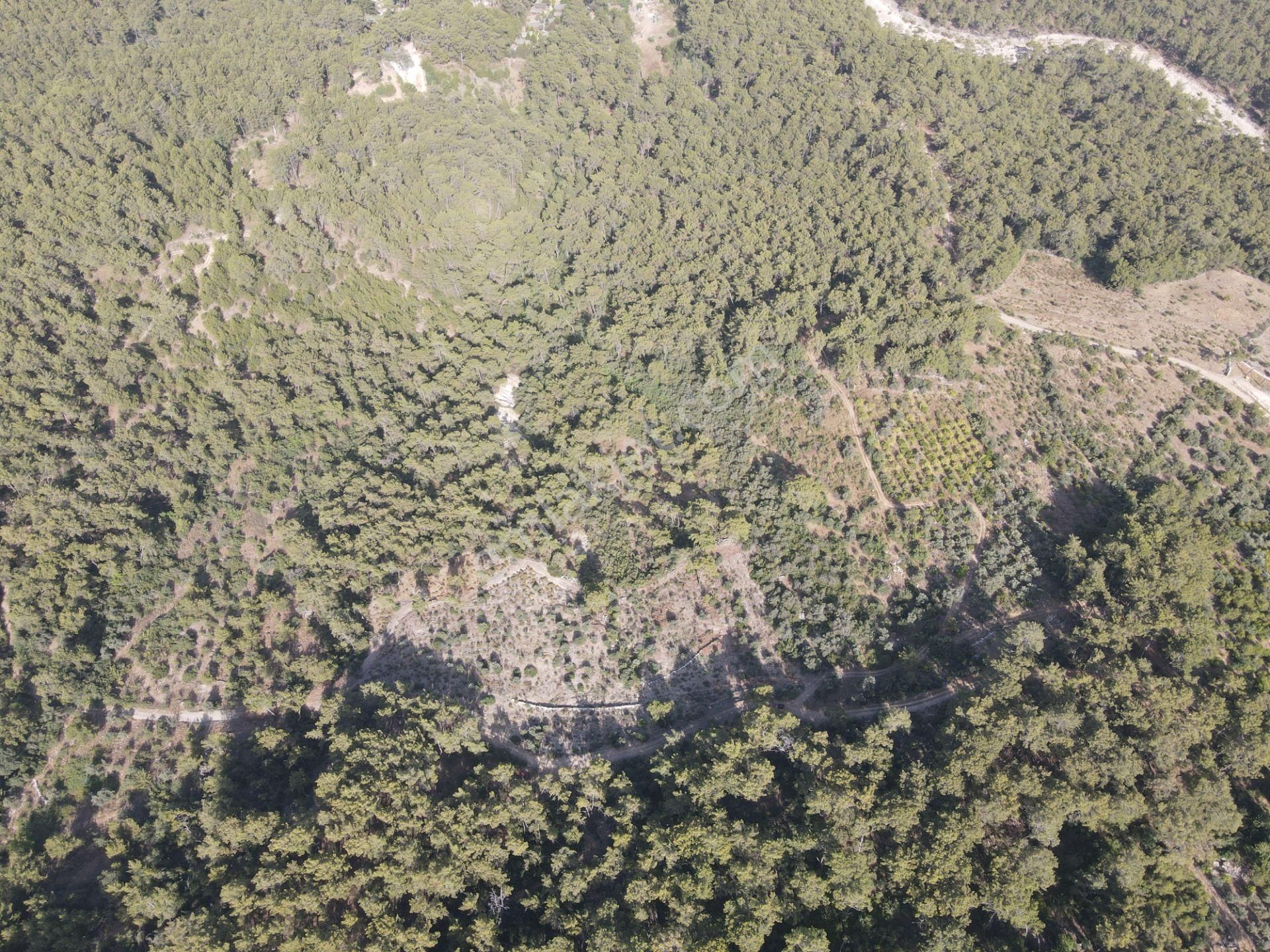 Bmk Emlaktan Antalya Kumluca Yazır Da Satılık Zeytin Bahçesi - Görsel 8