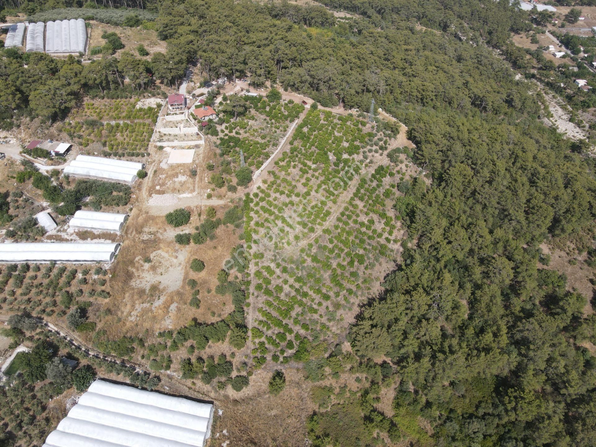 Bmk Dan Antalya Kumluca Yazır Da Satılık Nar Bahçesi Ve Villa - Görsel 17