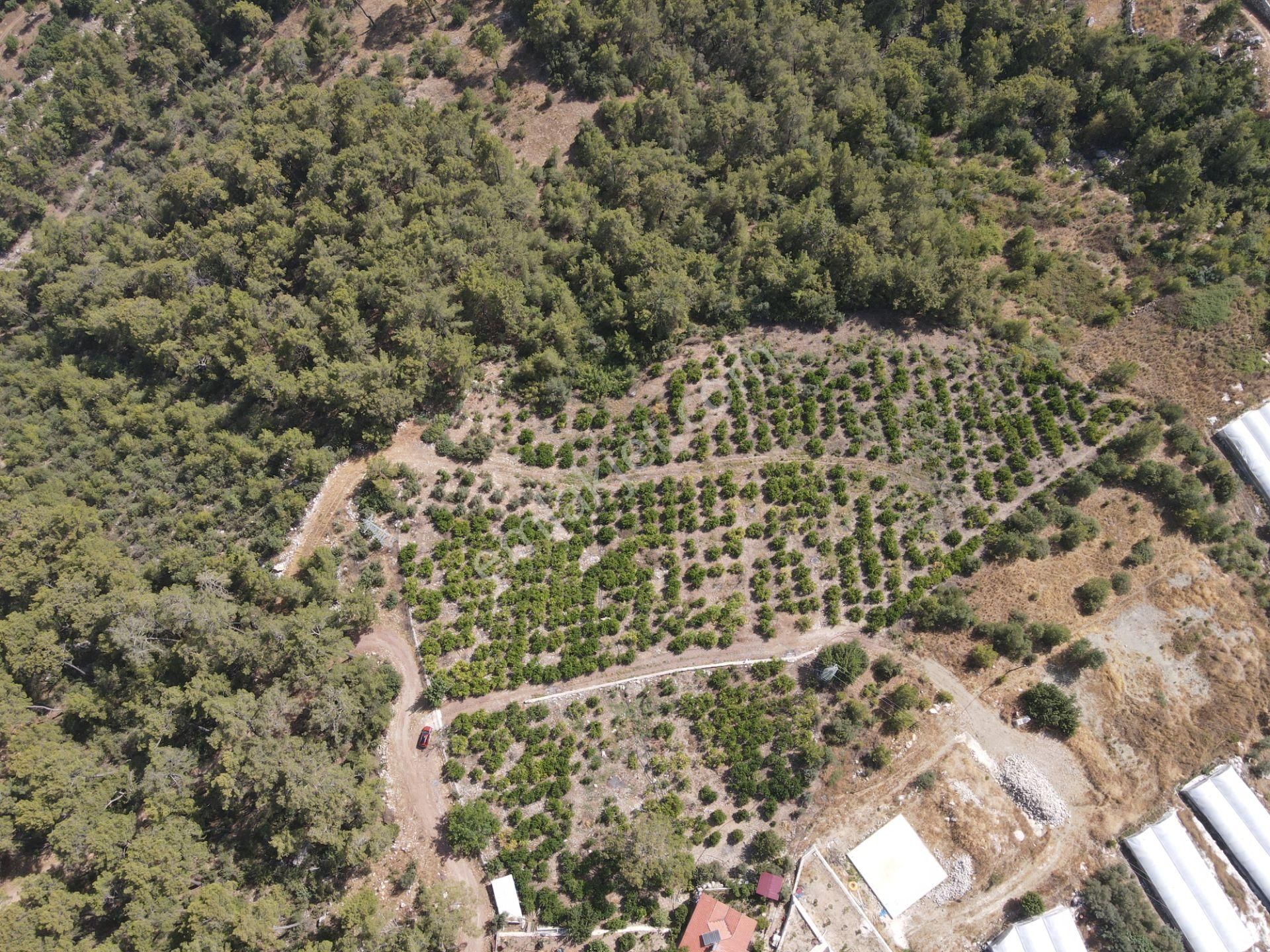 Bmk Dan Antalya Kumluca Yazır Da Satılık Nar Bahçesi Ve Villa - Görsel 20