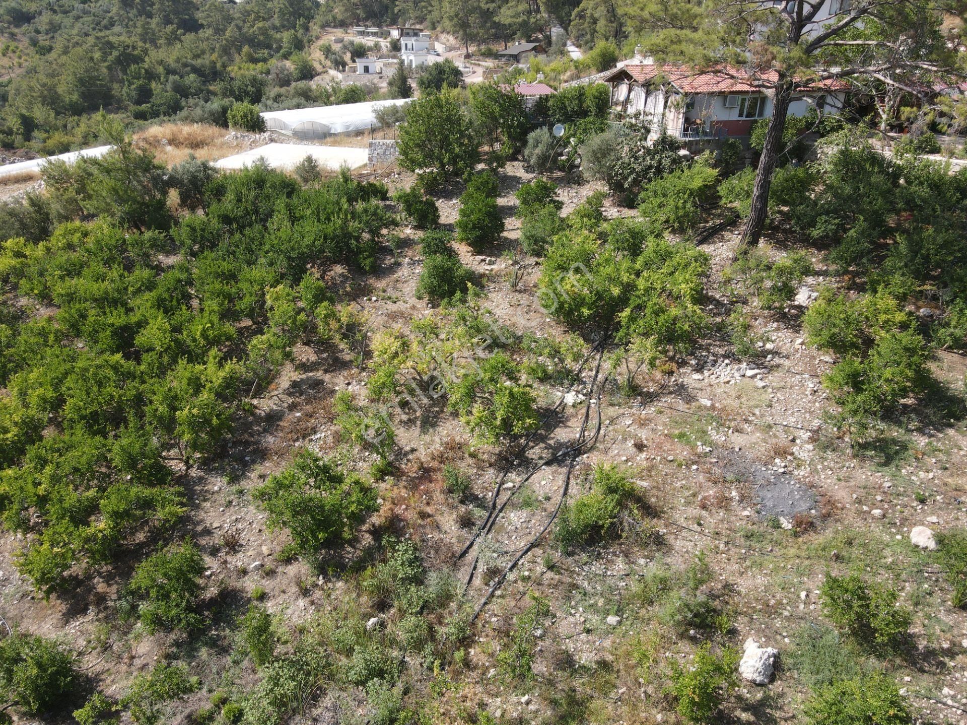 Bmk Dan Antalya Kumluca Yazır Da Satılık Nar Bahçesi Ve Villa - Görsel 26