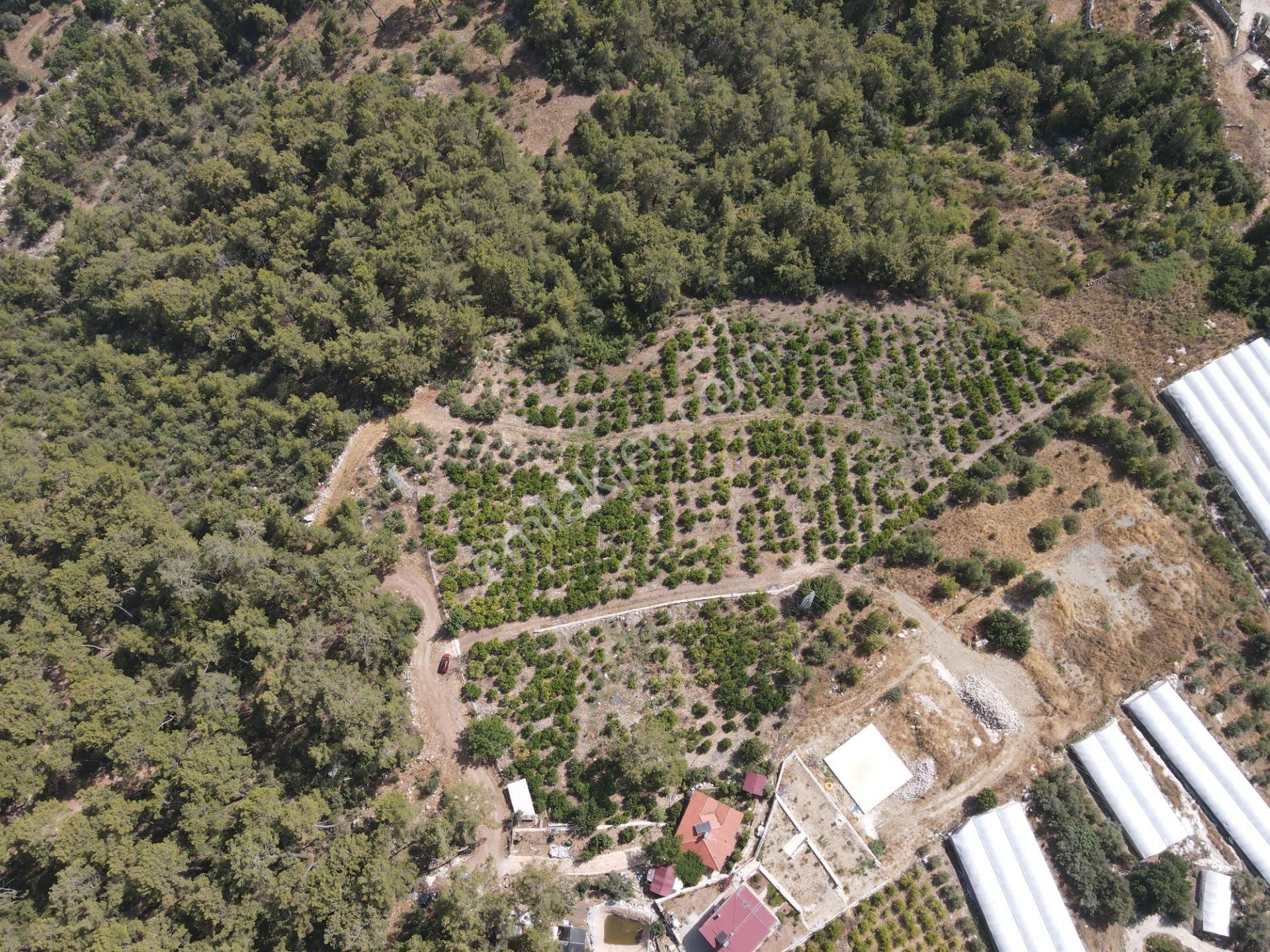 Bmk Dan Antalya Kumluca Yazır Da Satılık Nar Bahçesi Ve Villa - Görsel 19