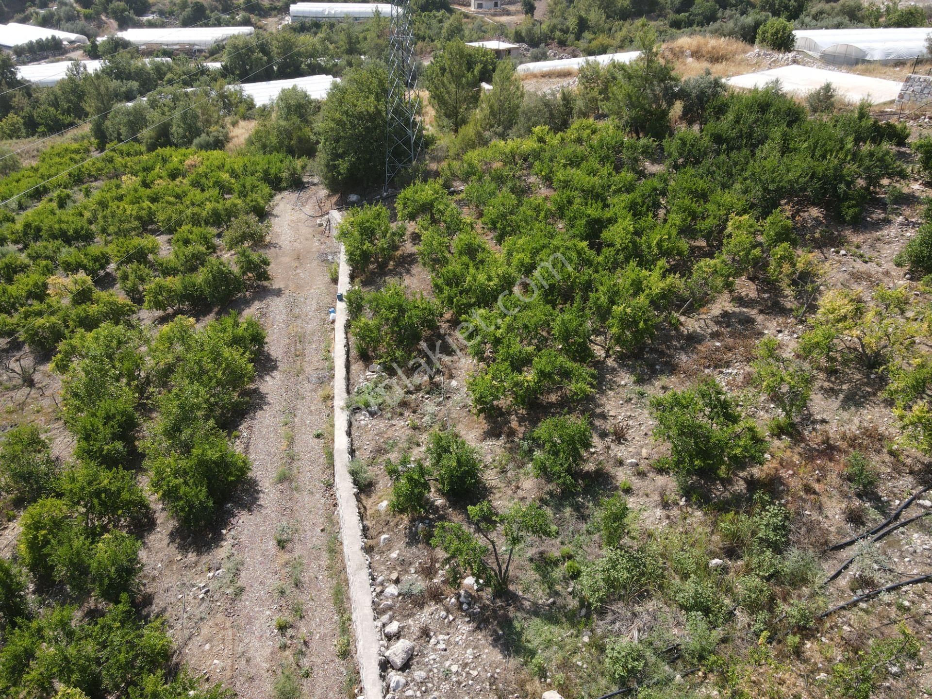 Bmk Dan Antalya Kumluca Yazır Da Satılık Nar Bahçesi Ve Villa - Görsel 27