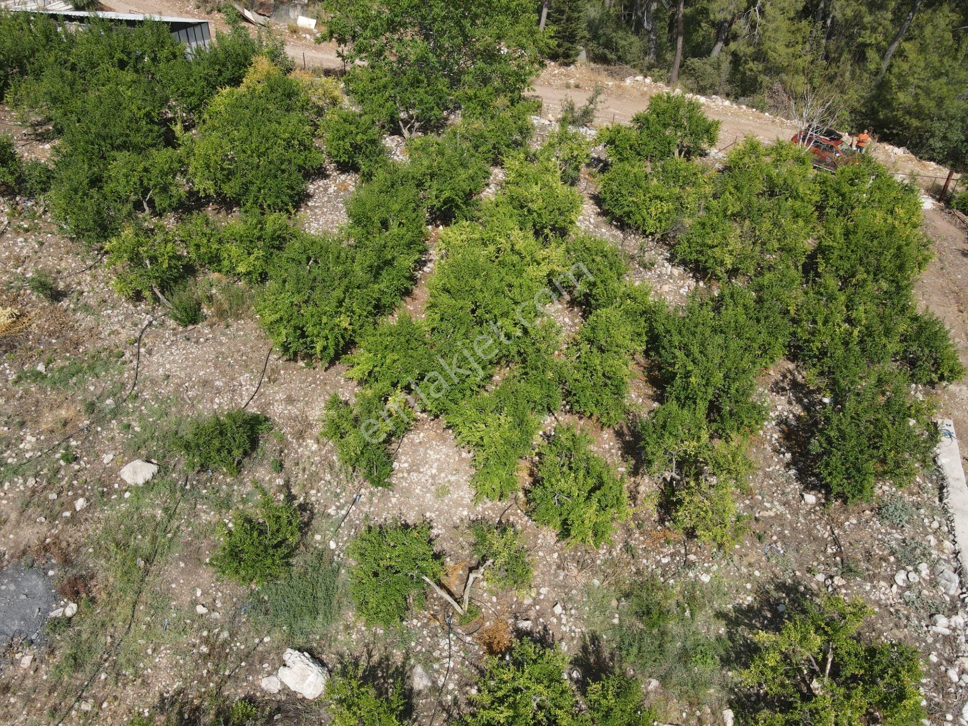 Bmk Dan Antalya Kumluca Yazır Da Satılık Nar Bahçesi Ve Villa - Görsel 25