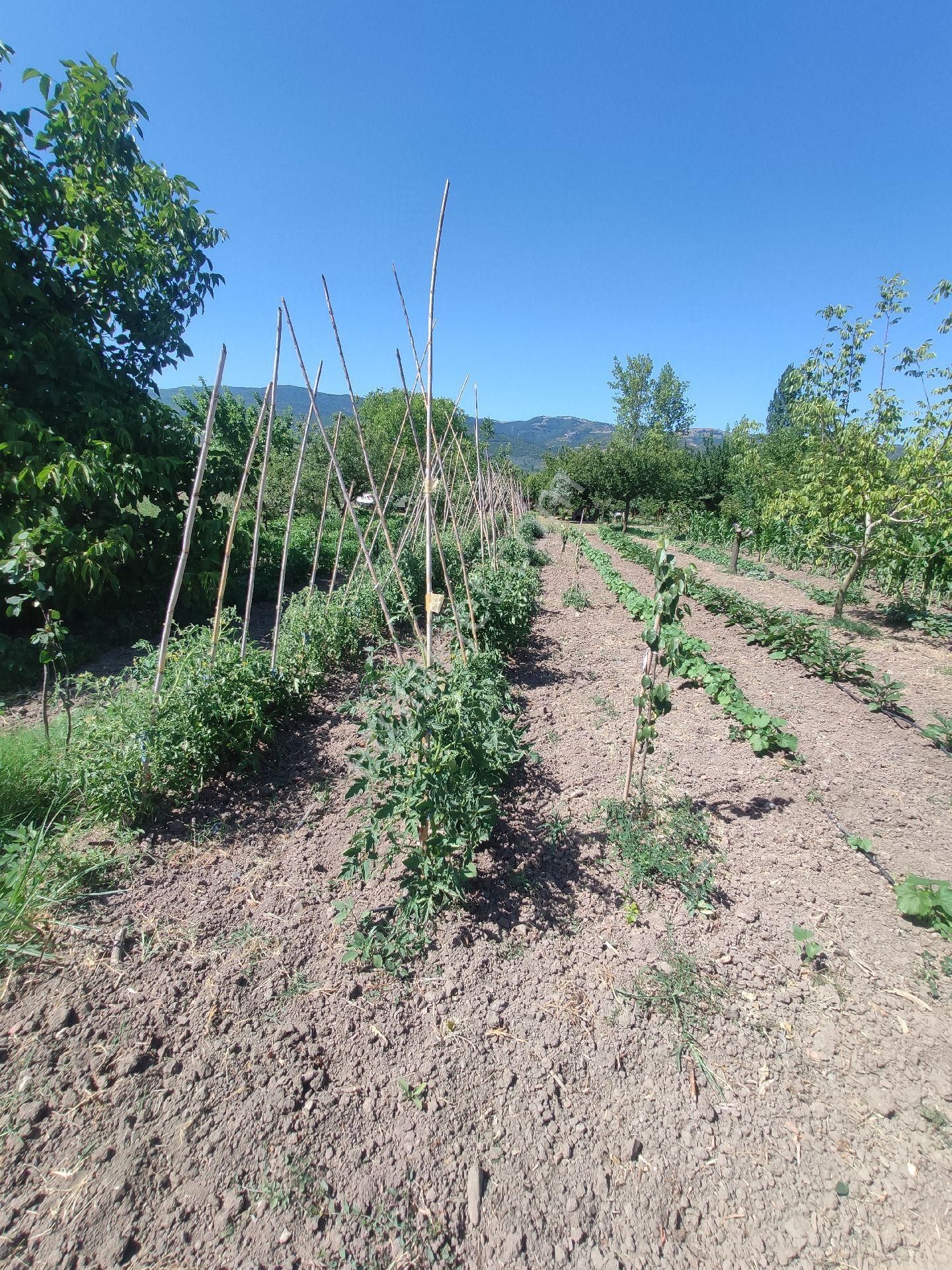 Satılık Çiftlik - Görsel 9