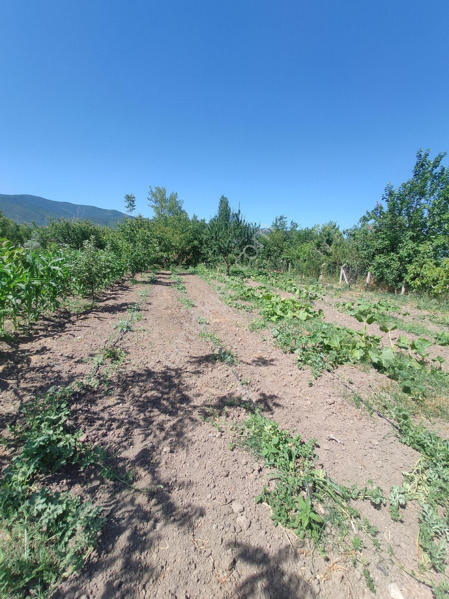 Satılık Çiftlik - Görsel 11