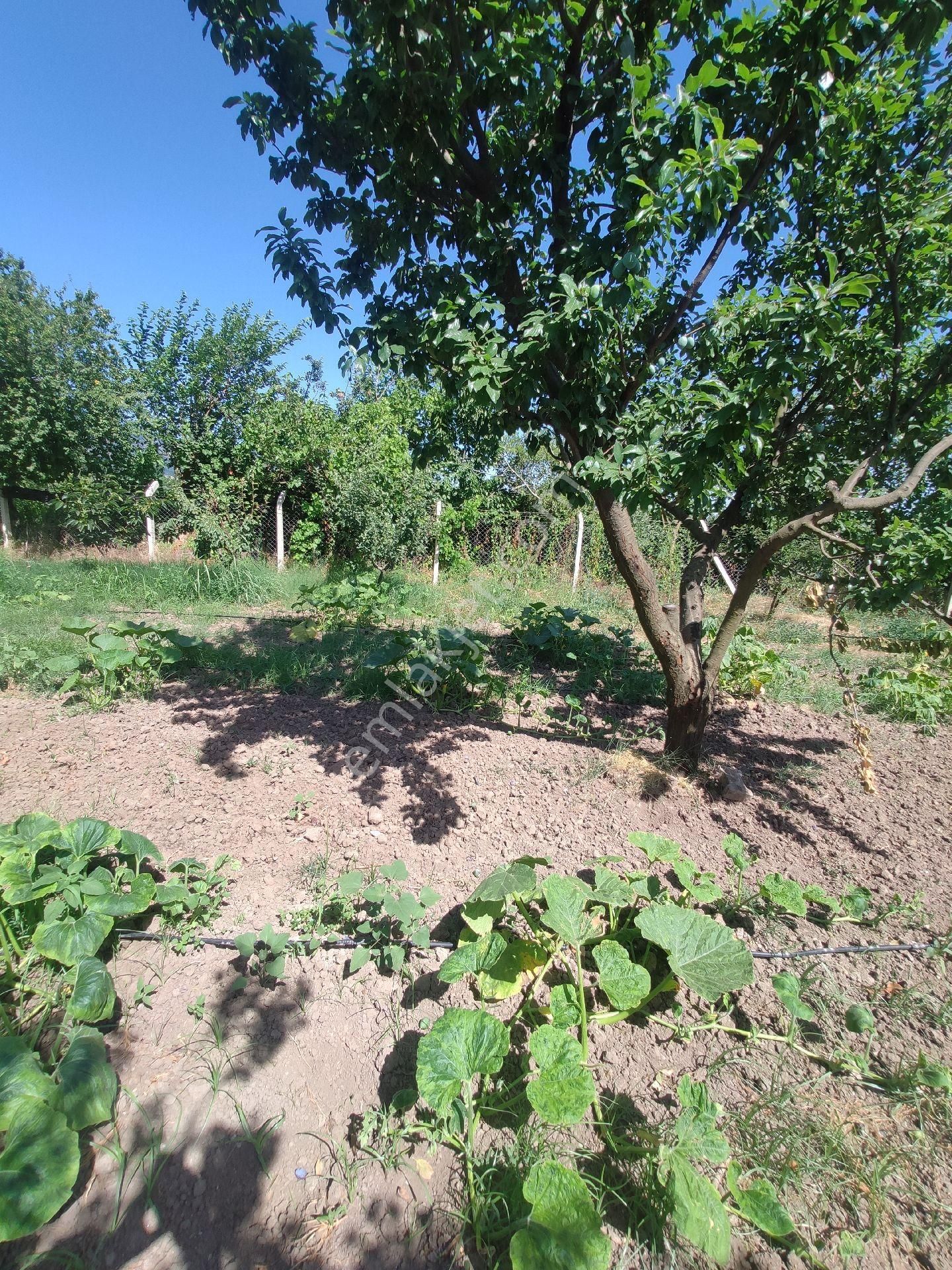 Satılık Çiftlik - Görsel 13